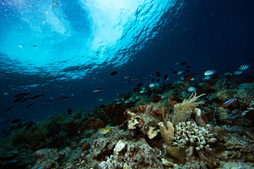 Fototapeta na wymiar Tropical Coral Reef Underwater Landscape