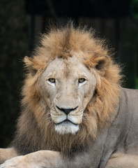 Obraz na płótnie Canvas male lion head
