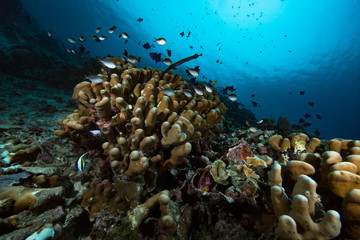 Tropical Coral Reef Underwater Landscape