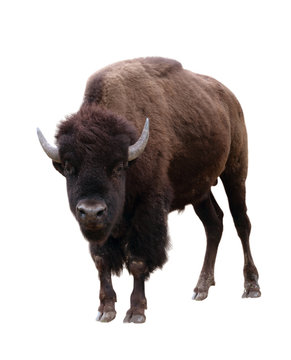 Bison Isolated On White Background