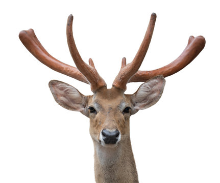 eld deer (Rucervus eldi) head isolated