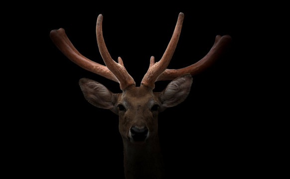 eld deer (Rucervus eldi) head