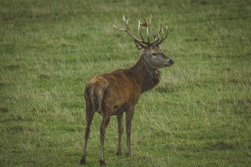 Naklejka na ściany i meble Stag red deer in field in Scotland