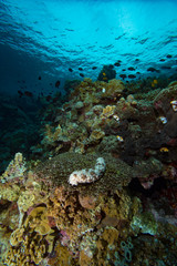 Tropical Coral Reef Underwater Landscape
