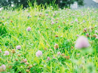 ムラサキツメクサ