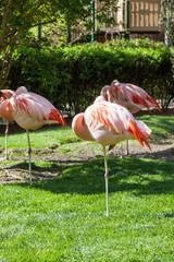 Flamingos Taking a Nap