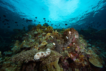 Tropical Coral Reef Underwater Landscape