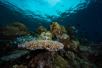 Tropical Coral Reef Underwater Landscape