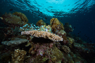 Fototapeta premium Tropical Coral Reef Underwater Landscape