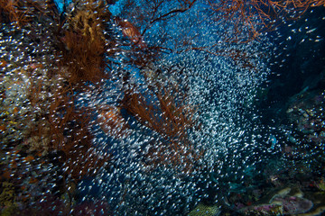 Tropical Coral Reef Underwater Landscape