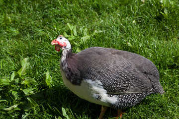 A Guineafowl Chicken