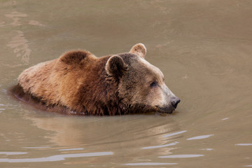 Brown Bear in Water