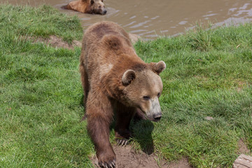 Alaskan Coastal Brown Bears