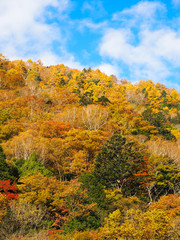 Fototapeta premium 黄色の風景