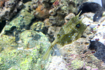 Longhorn cowfish (Lactoria cornuta)