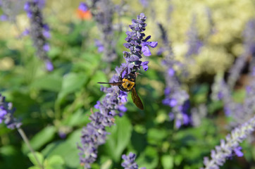 ラベンダーにとまるクマバチ