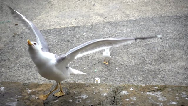 Slow motion of a gull catching slices of food on the shore.