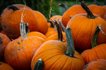 Pumpkins in a Wagon and Pumpkin Patch Closeups