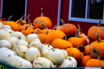 Pumpkins in a Wagon and Pumpkin Patch Closeups