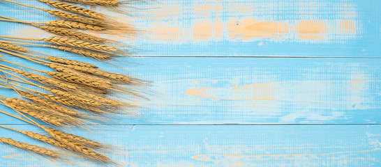 Wheat ears grain on blue wooden background. World Food Day Concept (October 16), Top view and Copy space for your text