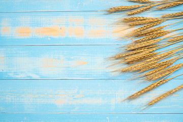 Wheat ears grain on blue wooden background. World Food Day Concept (October 16), Top view and Copy space for your text
