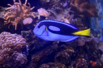 Fototapeta na wymiar Fish : Blue tang, regal tang, palette surgeonfish, royal blue tang (Paracanthurus hepatus)