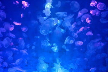 Fototapeta na wymiar Moon Jellyfish (Aurelia aurita) : Many Moon Jellyfish in the aquarium