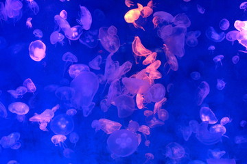 Obraz na płótnie Canvas Moon Jellyfish (Aurelia aurita) : Many Moon Jellyfish in the aquarium