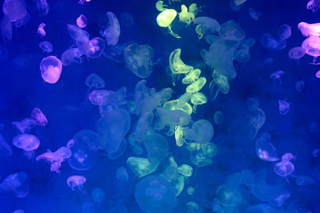 Fototapeta na wymiar Moon Jellyfish (Aurelia aurita) : Many Moon Jellyfish in the aquarium