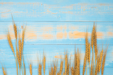 Wheat ears grain on blue wooden background. World Food Day Concept (October 16), Top view and Copy space for your text