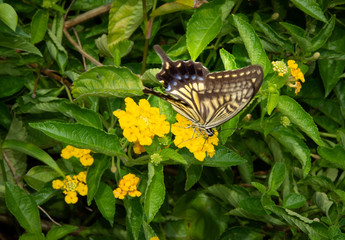 スローシャッターのアゲハチョウ
