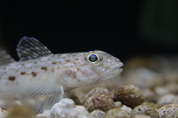 Sabihaze(Sagamia geneionema)