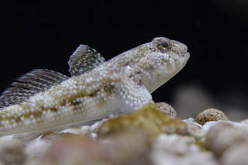 Dusky frillgoby (Bathygobius fuscus)
