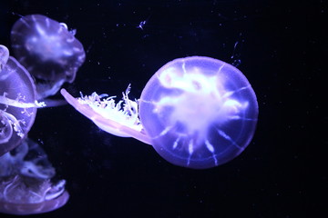 Upside-down jellyfish (Cassiopea andromeda)