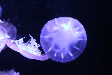 Naklejka na ściany i meble Upside-down jellyfish (Cassiopea andromeda)