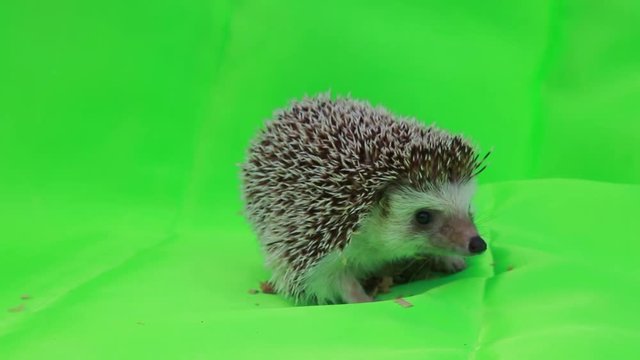 A cute hedgehog on green screen