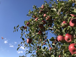 青空とりんごの木