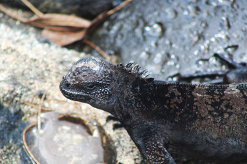 Galapagos Marine Iguana
