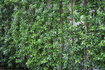 Fototapeta na wymiar Wall of green trees on white house