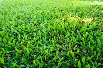 Green Malaysia grass. Photography on horizontal dimension and show texture from a field. It best for Background.