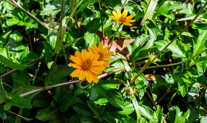 Sphagneticola trilobata or Wedelia, flower