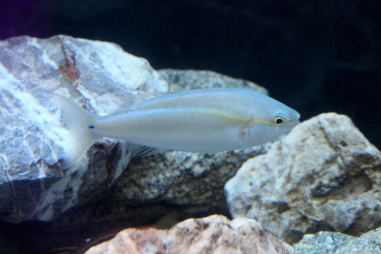Fish : Small-scaled banded grunter, Small-scaled terapon (Terapon puta)