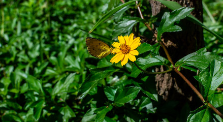 Sphagneticola trilobata or Wedelia, flower, Butterfly