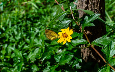 Sphagneticola trilobata or Wedelia, flower, Butterfly
