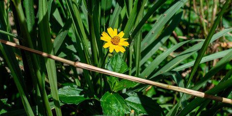 Sphagneticola trilobata or Wedelia, flower