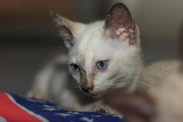 Kittens are playing naughty on the floor in the house.