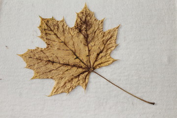 dried and pressed maple leaf