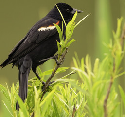 Red Wing Black Bird