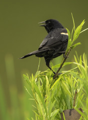 Red Wing Black Bird Calling