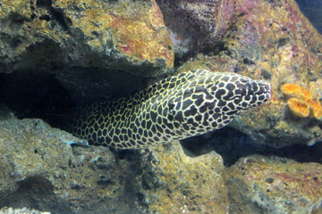 Naklejka na ściany i meble Moray eel or Muraenidae (Gymnothorax Favagineus)